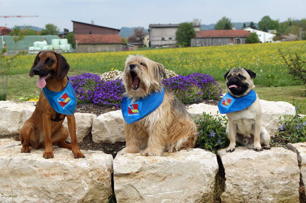 Hunde der Hundeschule